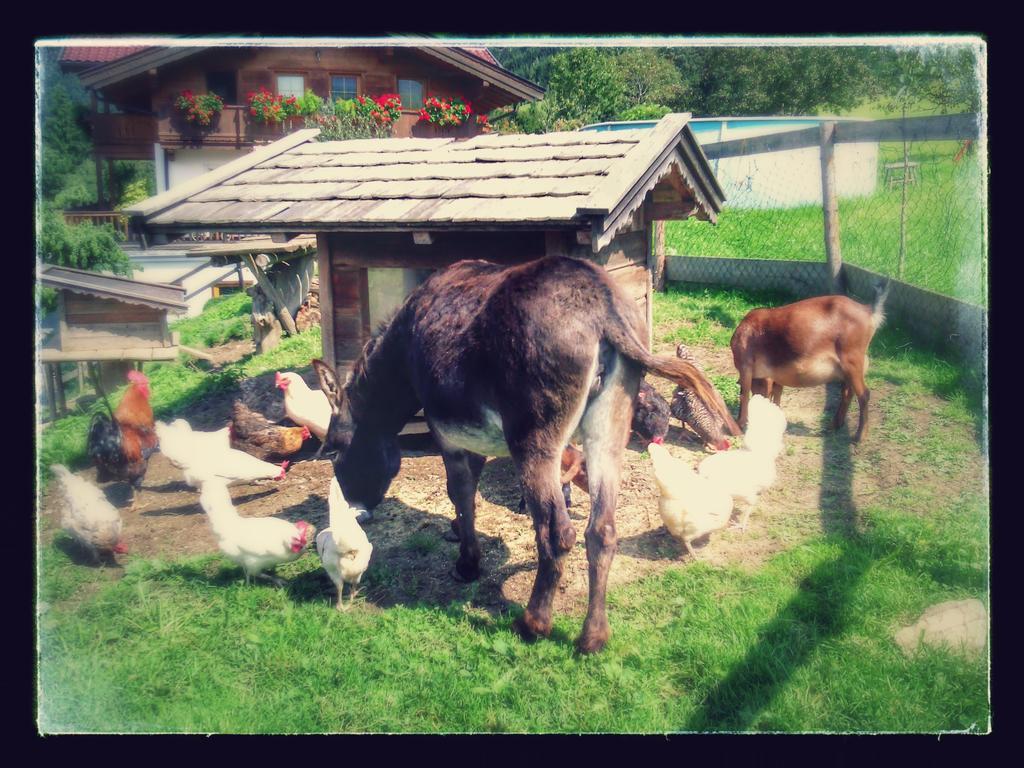 Alloggio per agriturismo Gruenholz Itter