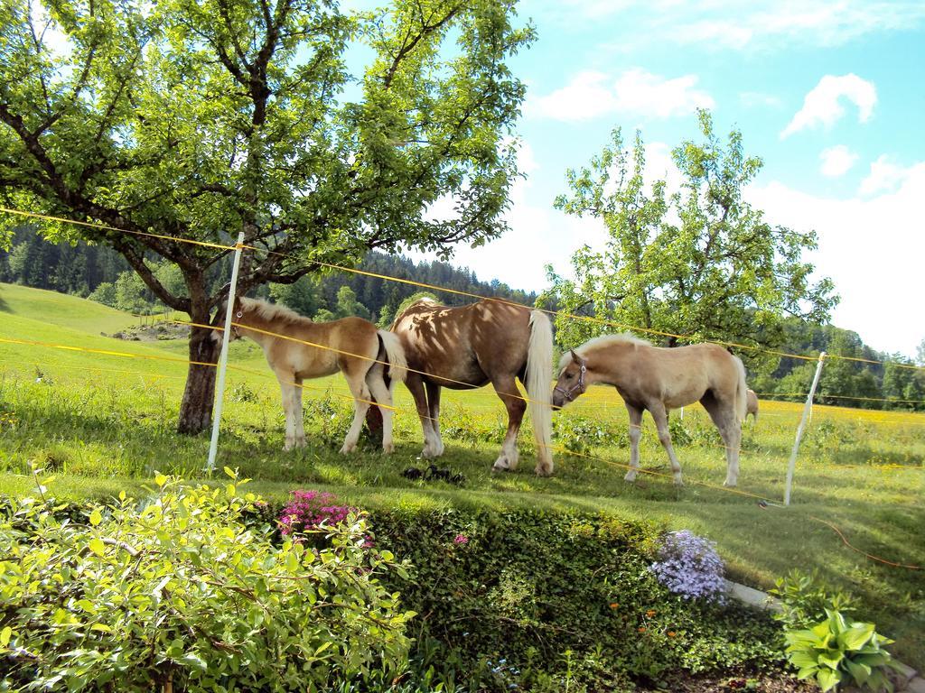 Grunholz Farm stay